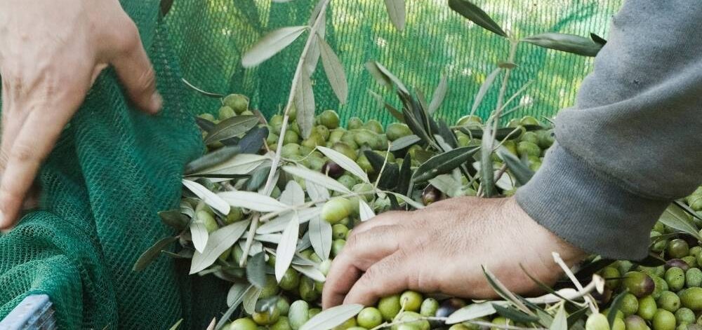 cretan salted olives form chania hand picking olives 1 kalaitzakis family cretan salted olives Kandanos Chania Crete