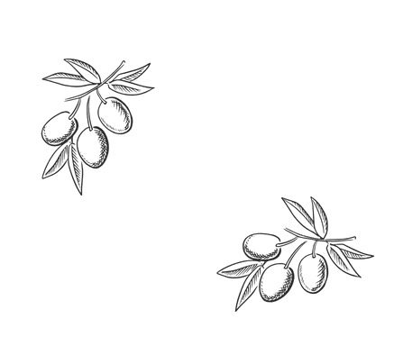 Cretan olive blog olives leaf 1 transparent kalaitzakis family